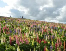 Descubre la aventura de realizar una travesía en bicicleta por la impresionante Ruta de Hokkaido