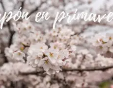 ¡Descubre cómo disfrutar del hanami en la temporada de sakura y vive una experiencia única!