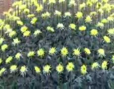 Descubre la belleza y significado detrás de los Kiku (Crisantemos): la flor de otoño