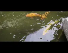 Descubre los encantos del turismo en Nishinomiya: una experiencia única en Japón