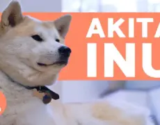 Descubre Akita: Turismo guiado en un viaje inolvidable