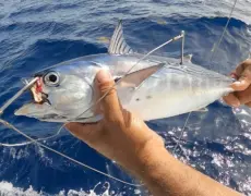 Turismo de pesca en el Mar Interior de Seto: Descubre la magia de Naruto en tu próximo viaje