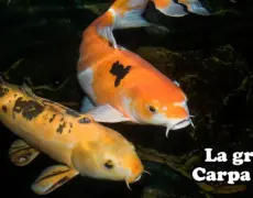 Descubre el fascinante mundo de las carpas koi en el Museo de la Carpa Koi de Naruto: una experiencia única de turismo y aprendizaje