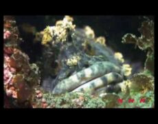 Descubre la belleza natural de Shiretoko, Patrimonio de la Humanidad: Un imperdible para tu próximo viaje de turismo