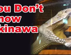 Descubre el sabor del awamori: la bebida típica de Okinawa en tu próximo viaje de turismo