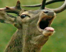 Descubre la belleza natural del parque Mitsuike: el destino ideal para tu próximo viaje de turismo