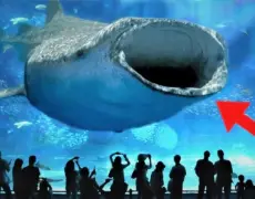 Descubre el impresionante Churaumi Aquarium: el destino perfecto para tu próximo viaje de turismo