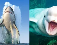 Descubre la fascinante vida marina en el Museo de Ciencia Marítima de Naruto: una experiencia imperdible para turistas y viajeros