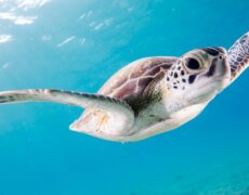 Geografía de Japón: De los Alpes Japoneses a las fosas marinas