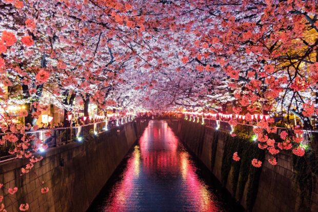 Visitas Guiadas en Japón: Por qué contratar un guía local